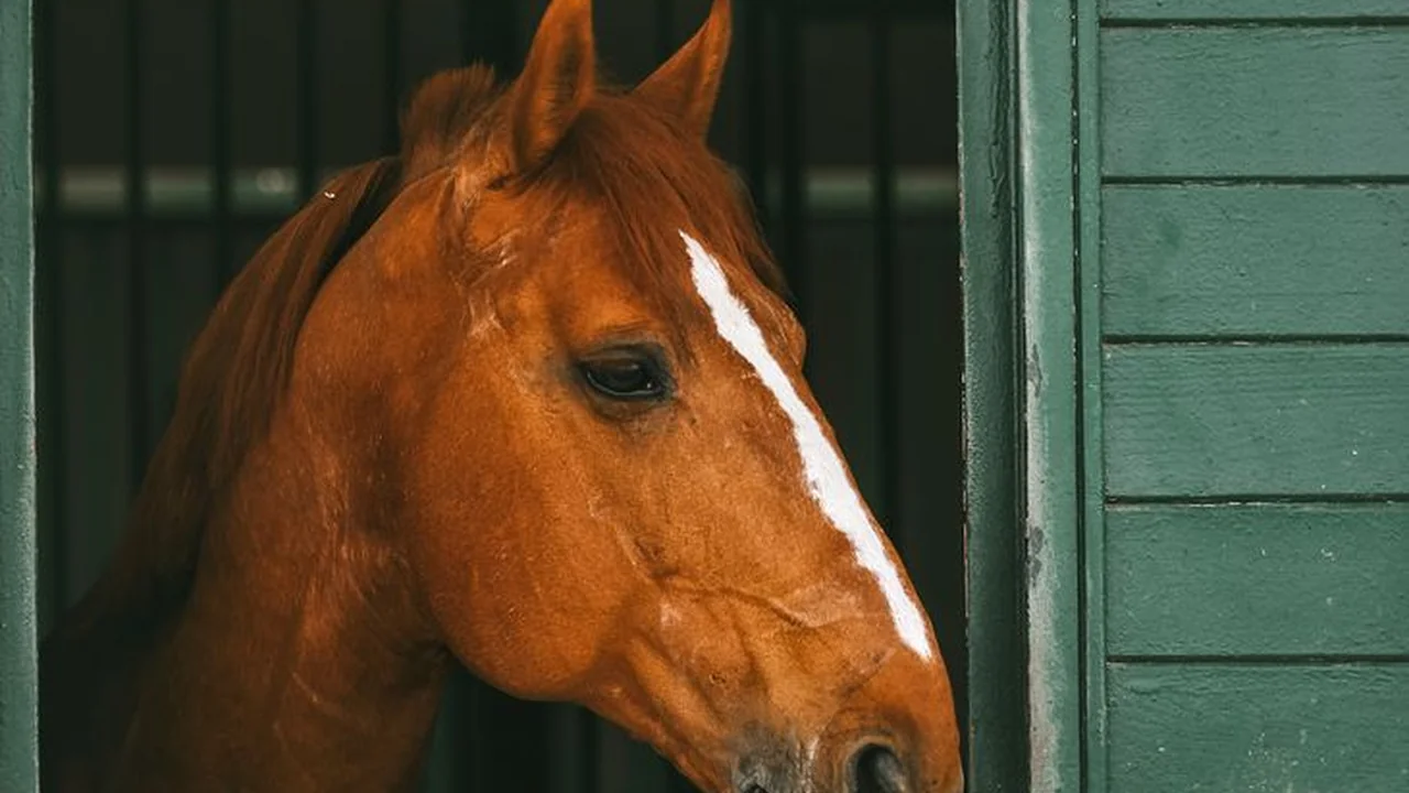 站软件下载3.0.3每天使用指南及安装步骤说明
