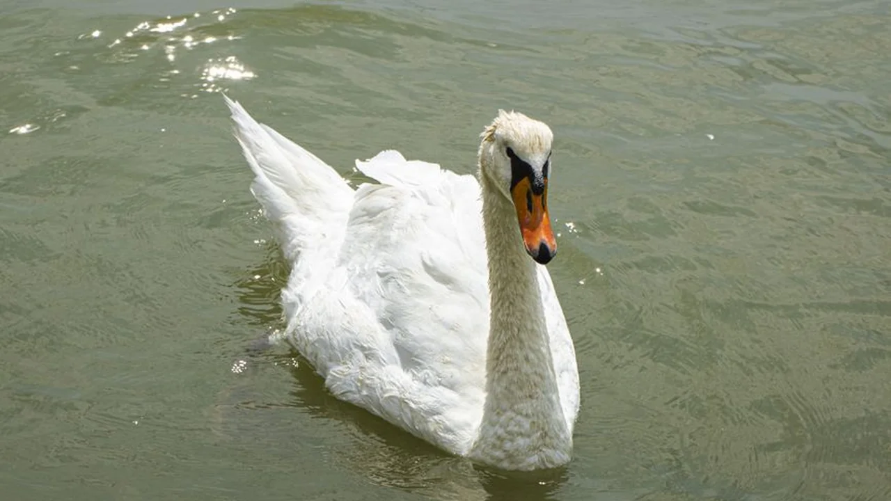 李姿婷头像