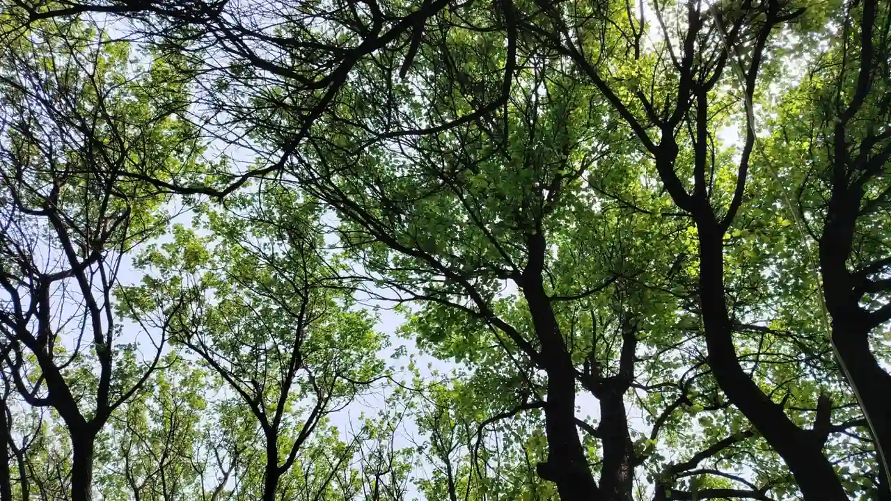 蓝莓视频改名叫什么应用找不到时的查找思路与注意事项