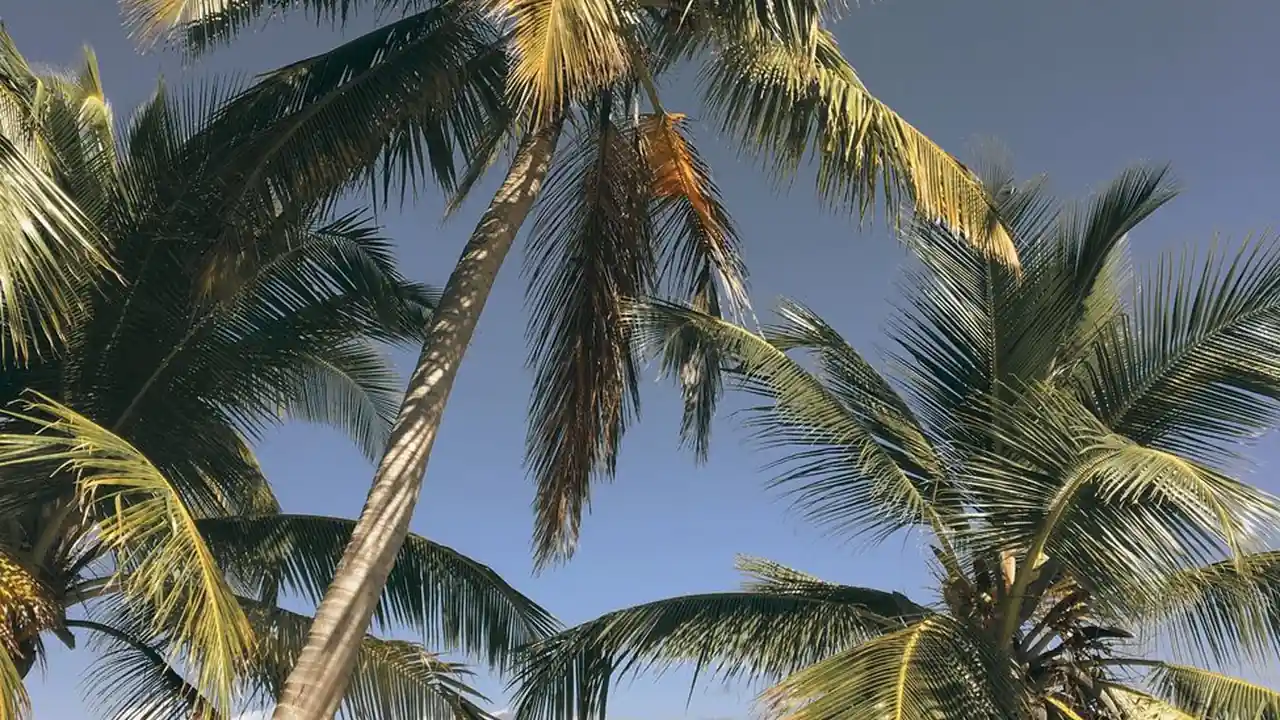 陈嘉秋头像